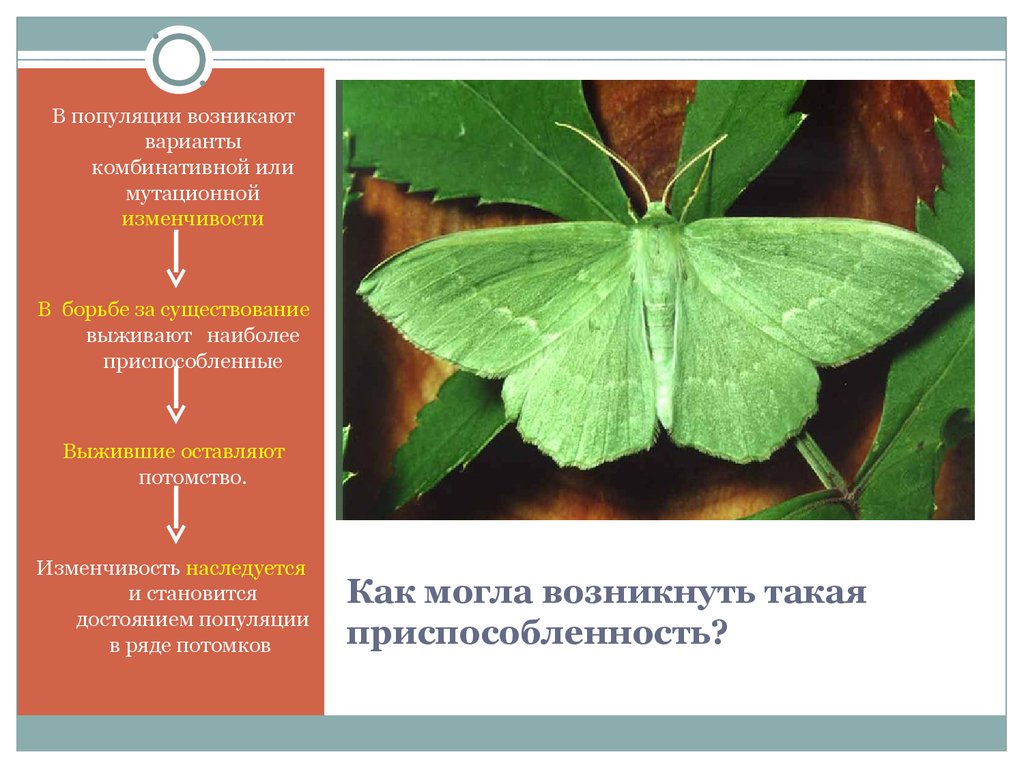 Изменчивость популяции. Популяционная изменчивость. Изменчивость природных популяций. Пример изменчивости популяции.