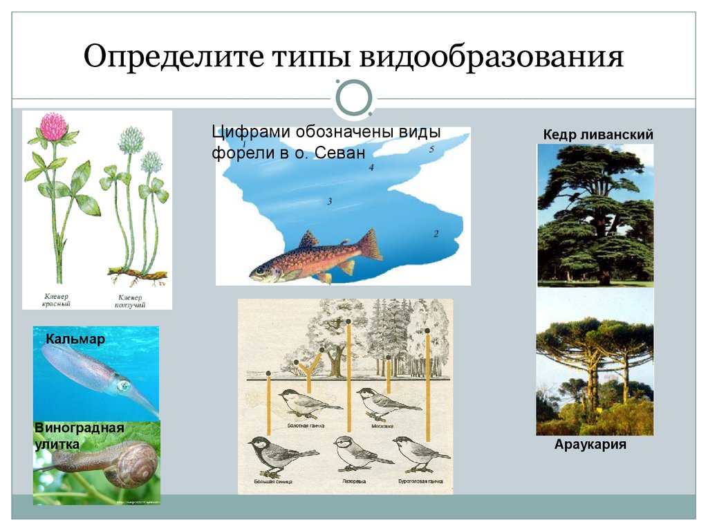 Видообразование как результат эволюции презентация 11 класс