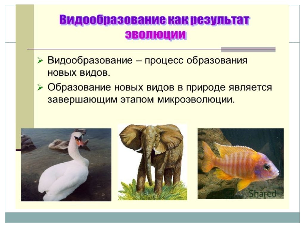 Видообразование презентация 9. Процесс образования новых видов. Видообразование. Образование новых видов в природе. Образование новых видов биология.