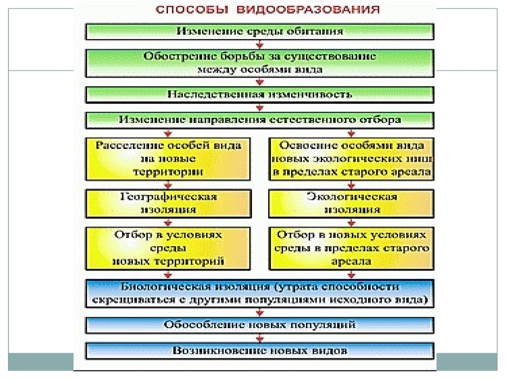 Форма видо. Схема способы видообразования изменения условий окружающей среды. Пути и способы видообразования. Изоляция и видообразование таблица. Основные способы видообразования.