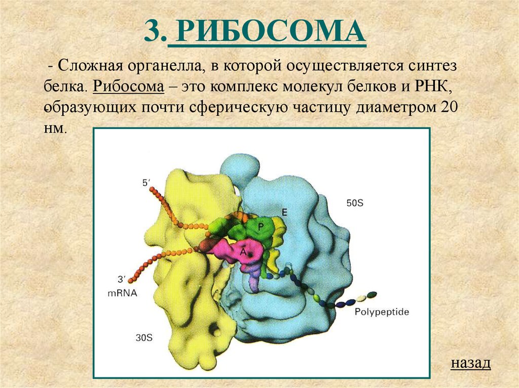 Синтез белков органелла. Рибосома. Схема строения рибосомы. Строение рибосомы. Строение рибосомы клетки.