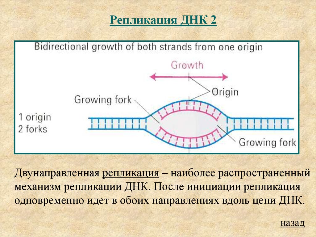 3 этапа репликации. Инициация репликации биохимия. Схема репликации ДНК эукариот. Инициация репликации ДНК схема. 2)  Репликация ДНК.