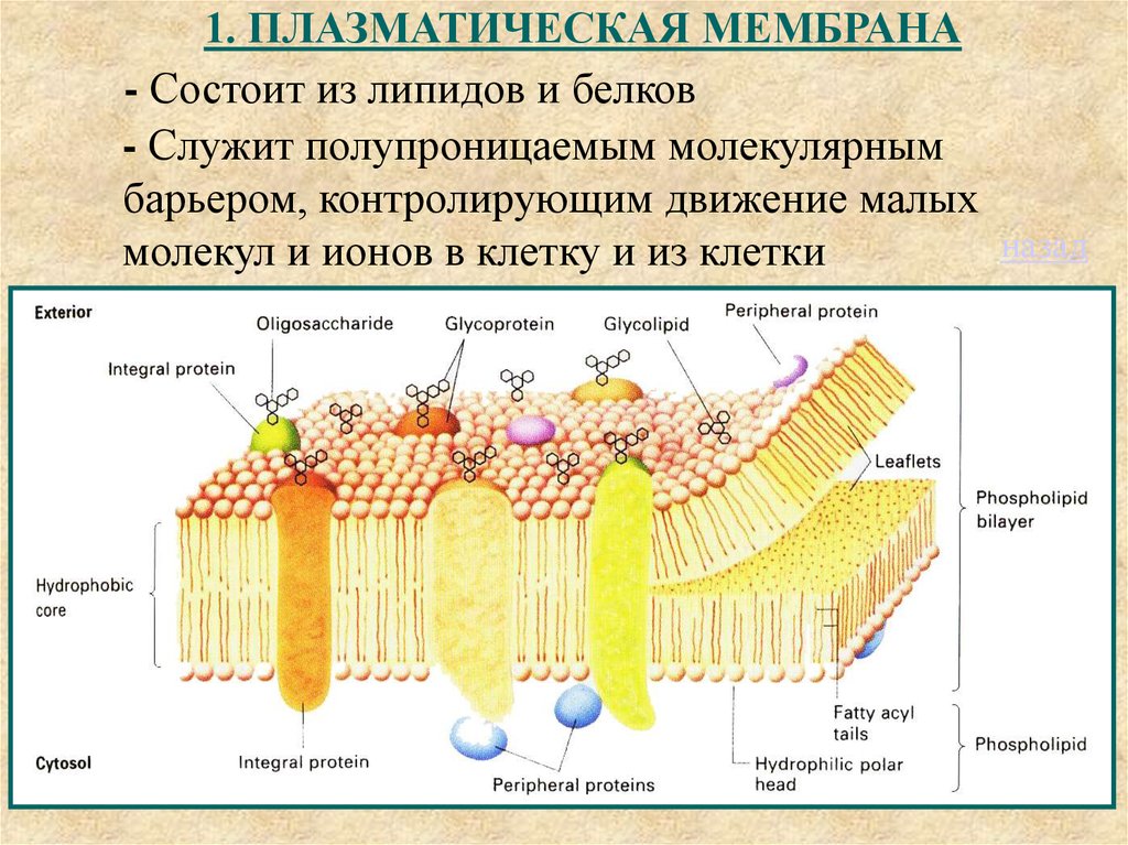 Основное свойство плазматической. Структура клетки плазматическая мембрана. Структура плазматической мембраны. Структура плазматической мембраны строение. Плазматическая мембрана плазмалемма строение.