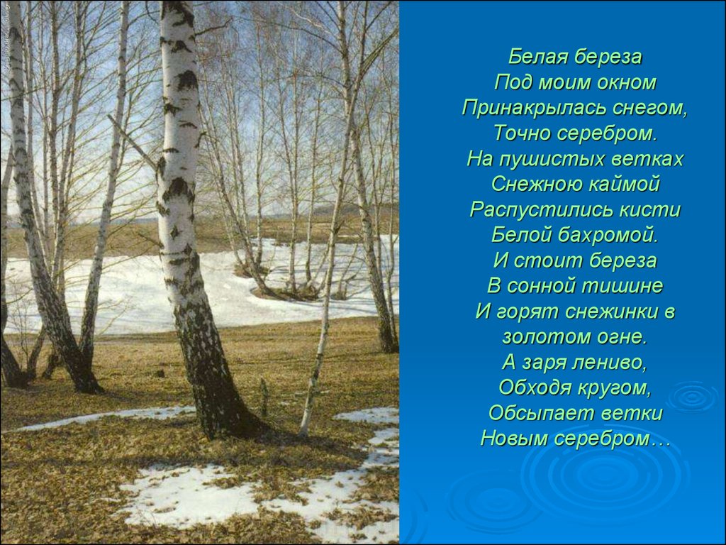 Под березой песня. Береза Принакрылась снегом Есенин. Русская Березка Есенин. Природа Есенин береза. Белая берёза под моим окном Принакрылась снегом точно серебром.