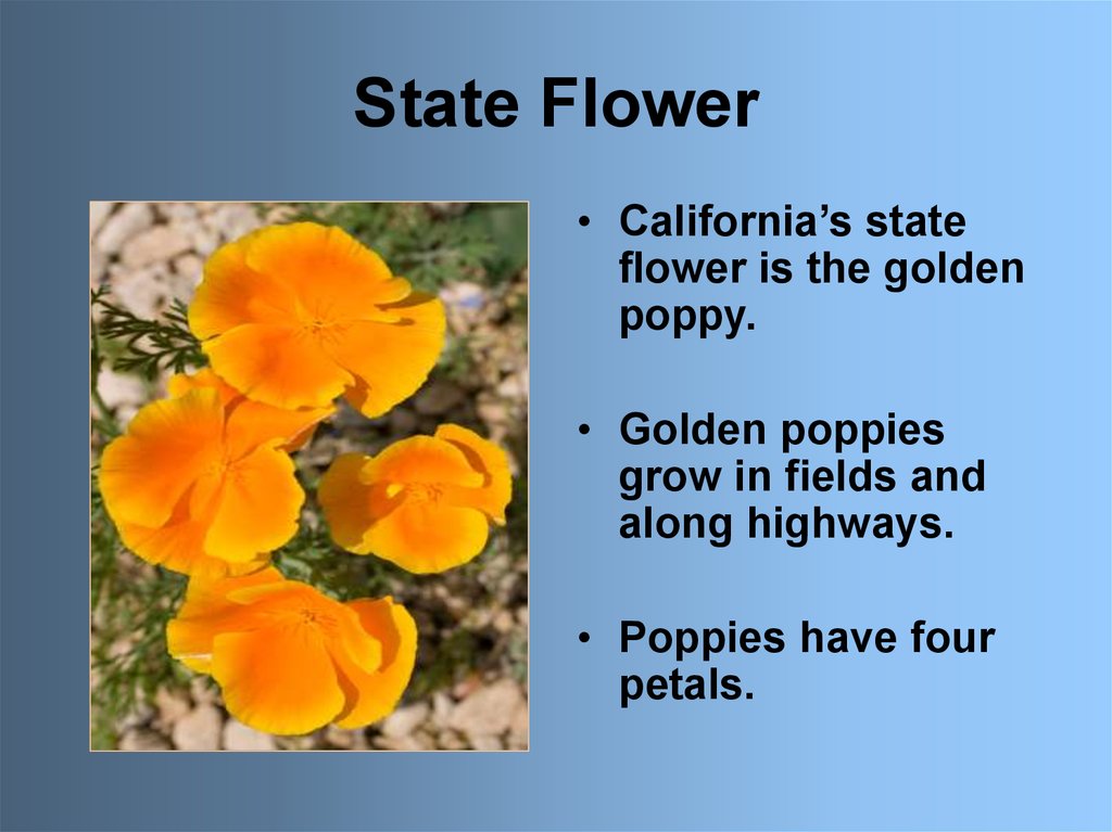 State Flower