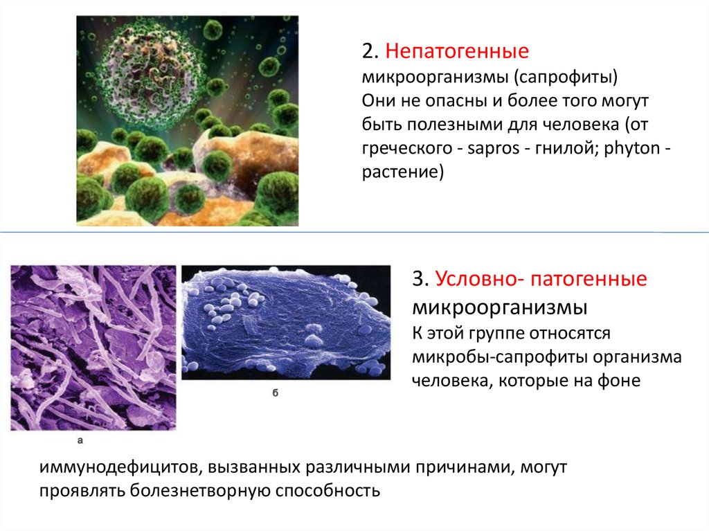 Условно патогенные. Сапрофиты это в микробиологии. Непатогенные микроорганизмы пример. Сапрофиты бактерии условно патогенные. Непатогенные сапрофиты.