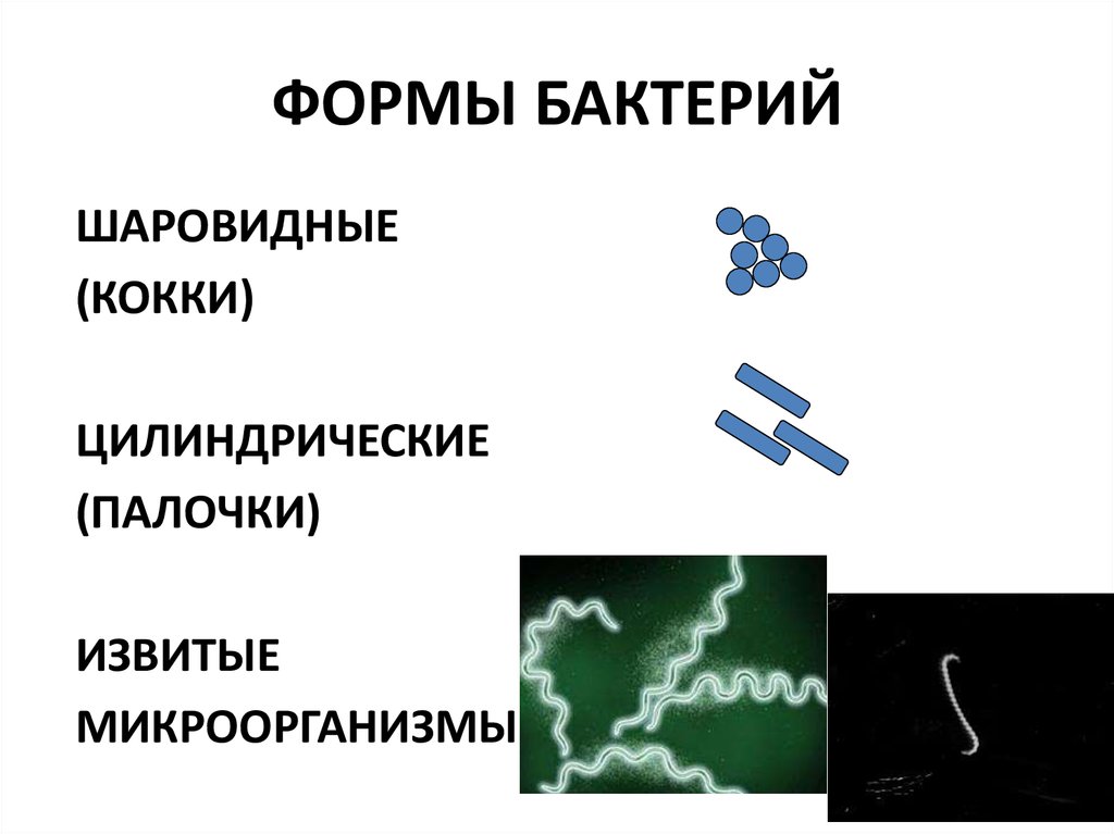 Формы бактерий. Форма бактерии кокки. Бактерии в форме палочки. Извитые формы микроорганизмов.