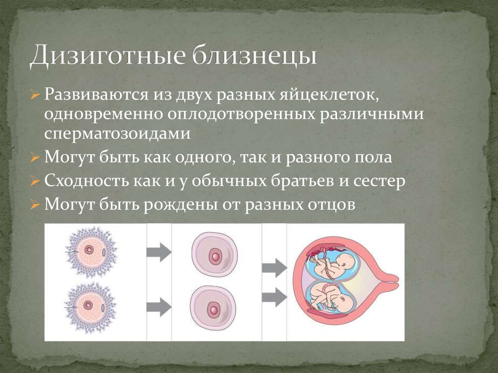 Почему однояйцевые близнецы имеют одинаковый генотип. Из 2 яйцеклеток оплодотворенных двумя сперматозоидами развиваются. Дизиготные Близнецы. Дизиготные Близнецы развиваются. Дизиготные Близнецы образуются из.