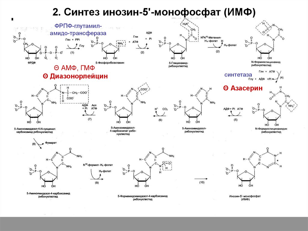 13 синтезы. Схема синтеза ИМФ биохимия. Инозин 5 монофосфат над глутамин. Синтез ИМФ схема. Инозин 5 монофосфат nh3.