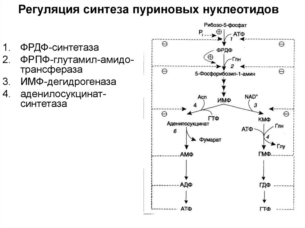 Синтез пуриновых оснований. Общая схема синтеза и распада пуриновых нуклеотидов. Общая схема синтеза пуриновых нуклеотидов. Схема пути синтеза пуриновых и пиримидиновых нуклеотидов. Регуляторная реакция синтеза пуриновых нуклеотидов.