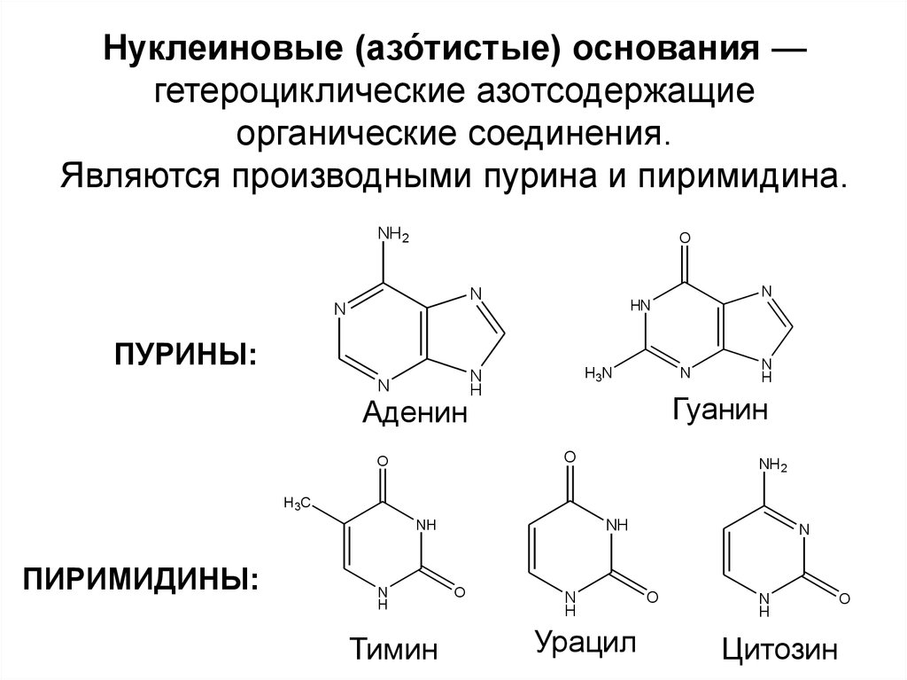 Нуклеиновые кислоты реакции. Азотистые основания производные пиримидина. Азотсодержащие гетероциклические соединения. Азотсодержащие гетероциклические соединения Пурин. Гетероцикл являющийся основой структуры аденина и гуанина.