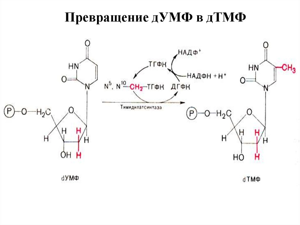 Соотношение нуклеотидов