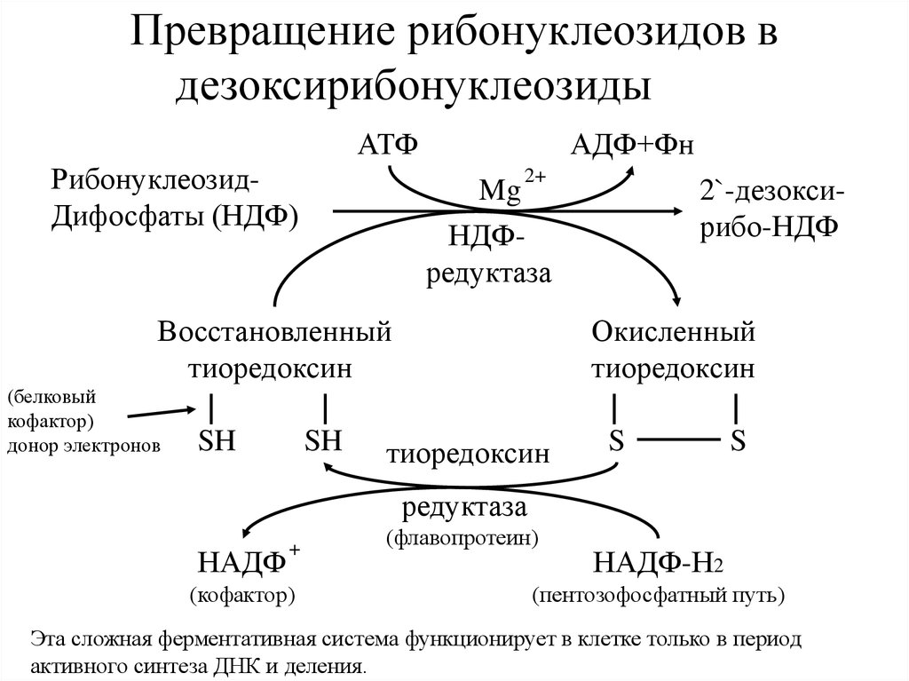 Для синтеза атф и восстановления. Процесс превращения АТФ В АДФ. Регуляция синтеза дезоксирибонуклеотидов биохимия. Синтез дезоксирибонуклеотидов биохимия. Превращение из АТФ В АДФ.