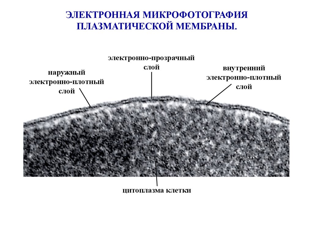 Наружный клеточный слой. Электронограмма клеточной мембраны. Микрофотография плазматической мембраны. Структура плазменной мембраны. Мембрана клетки электронная микрофотография.