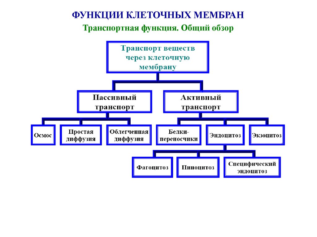 Клеточная организация. Транспортная функция мембраны клетки. Транспортная функция клеточной мембраны. Транспортная функия клеточной мембраны. Функции мембраны транспортная функция это что.