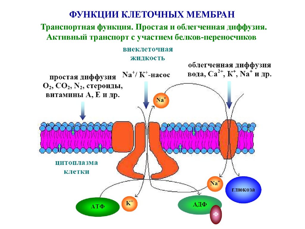 Белковый транспорт. Транспортные мембранные белки схема. Транспортные белки мембраны функции. Транспортная функция мембраны клетки. Транспортные белки клеточных мембран.