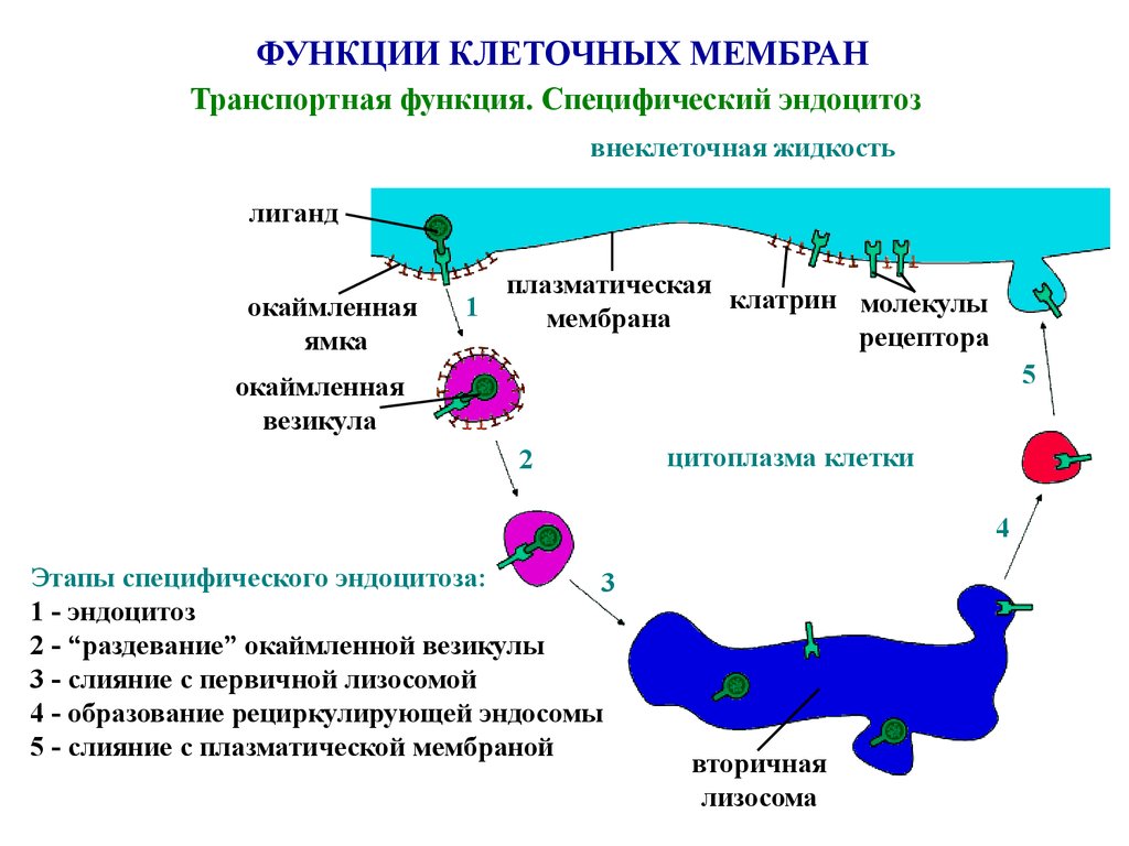Этапы эндоцитоза. Транспортная функция мембраны клетки. Функции оболочки клетки мембранной. Функции мембраны клетки функции. Эндоцитоз органеллы.