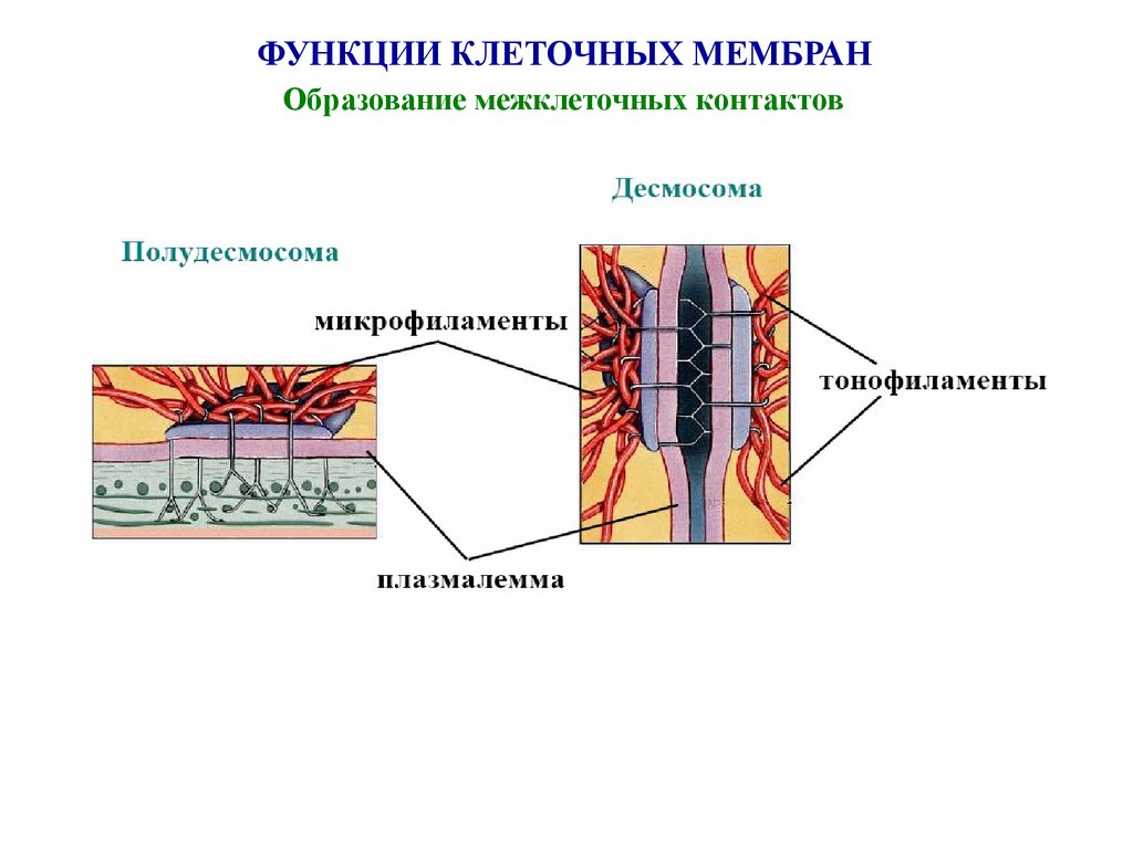 Образование мембран. Межклеточные контакты функции мембраны. Образование межклеточных контактов функция мембраны. Образование межклеточных контактов мембраны это. Строение и функции клеточных контактов.