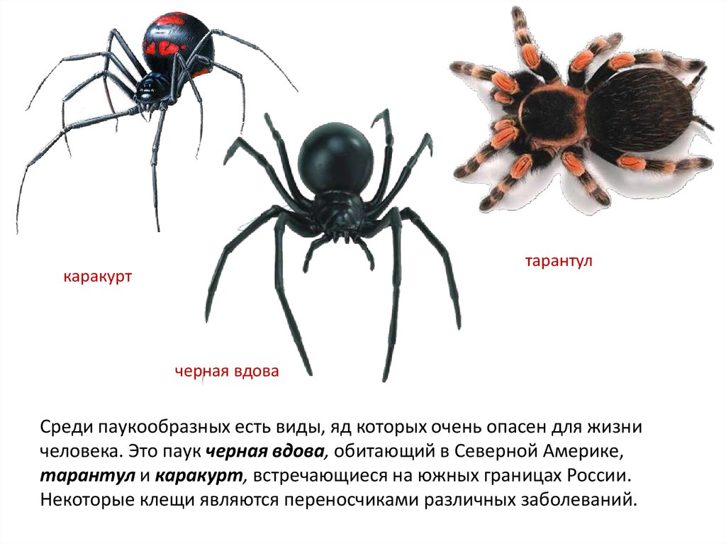 Признаки паукообразных. Размеры тела паукообразных. Каракурт и черная вдова отличия.