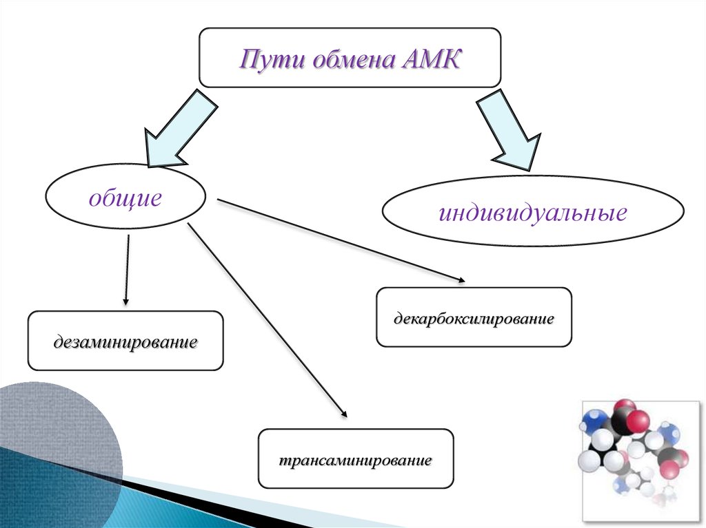 Презентация на тему обмен