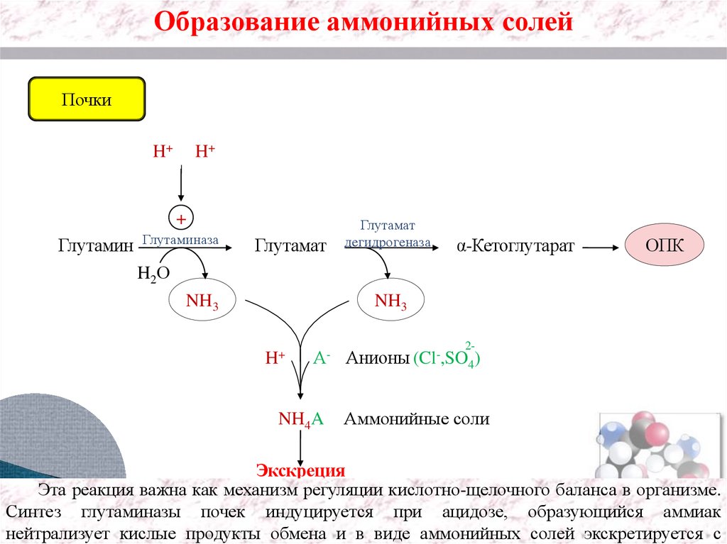 Глутаминаза реакция. Регуляция кислотно-щелочного равновесия почками. Образование глутамина из глутамата. Синтез глутамина из глутамата.