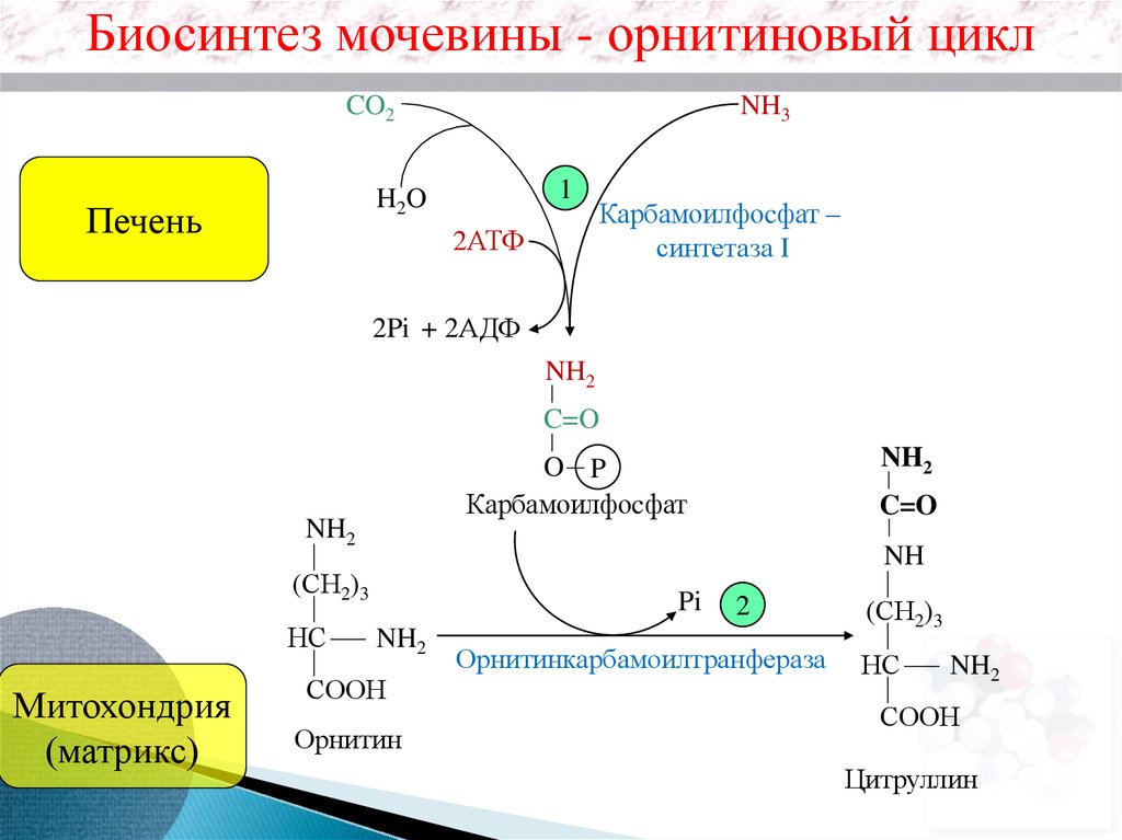 Орнитиновый цикл реакции. Биосинтез мочевины орнитиновый цикл. Орнитиновый цикл синтеза мочевины. Схема синтеза мочевины орнитиновый цикл. Карбамоилфосфат орнитин.