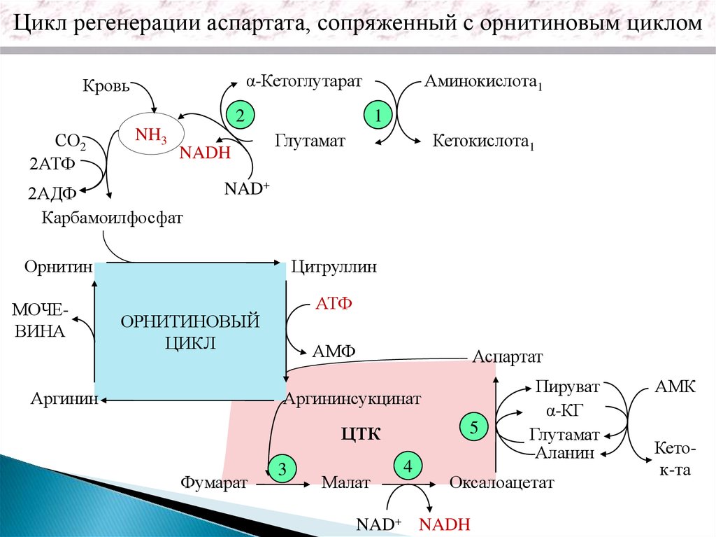 Цикл атф адф. Орнитиновый цикл биохимия цитруллин. Цикл АТФ-АДФ биохимия. Цикл регенерации аспартата. Орнитиновый цикл биохимия реакции.