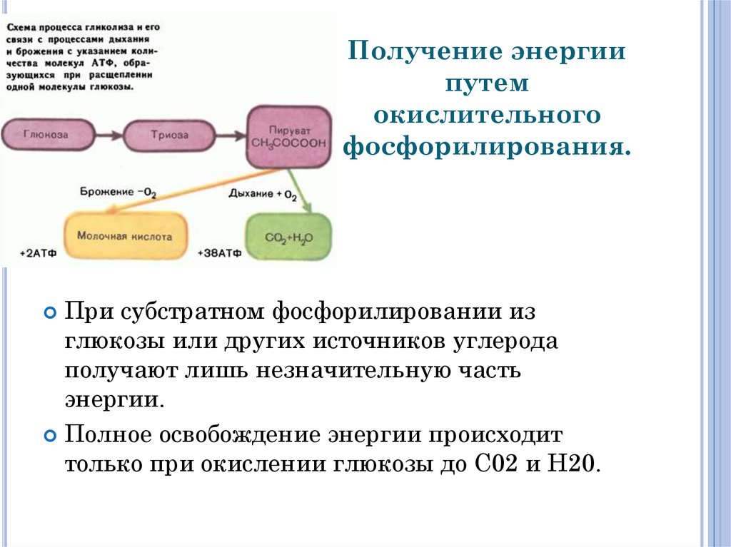 Получение лишь. Получение энергии путем субстратного фосфорилирования. Взаимосвязь процессов дыхания и брожения. Получение энергии путем субстратного фосфорилирования брожение. Получение энергии путем субстратного фосфорилирования у бактерий.