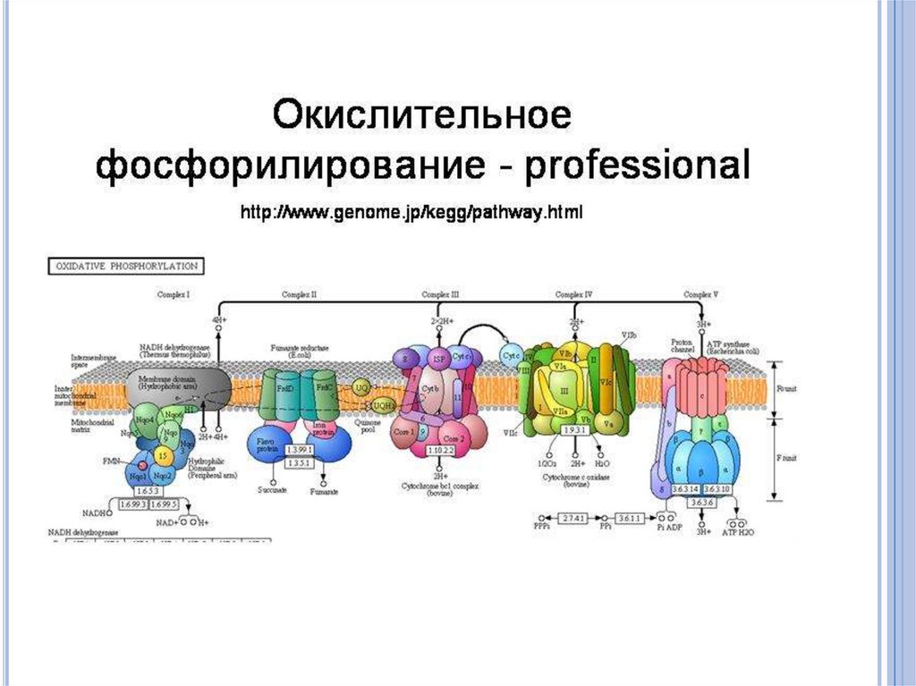 Фосфорилирование биохимия. Этапы окислительного фосфорилирования биохимия. Обобщенная схема окислительного фосфорилирования. Дыхательная цепь и окислительное фосфорилирование. Окислительное фосфорилирование фадн2.