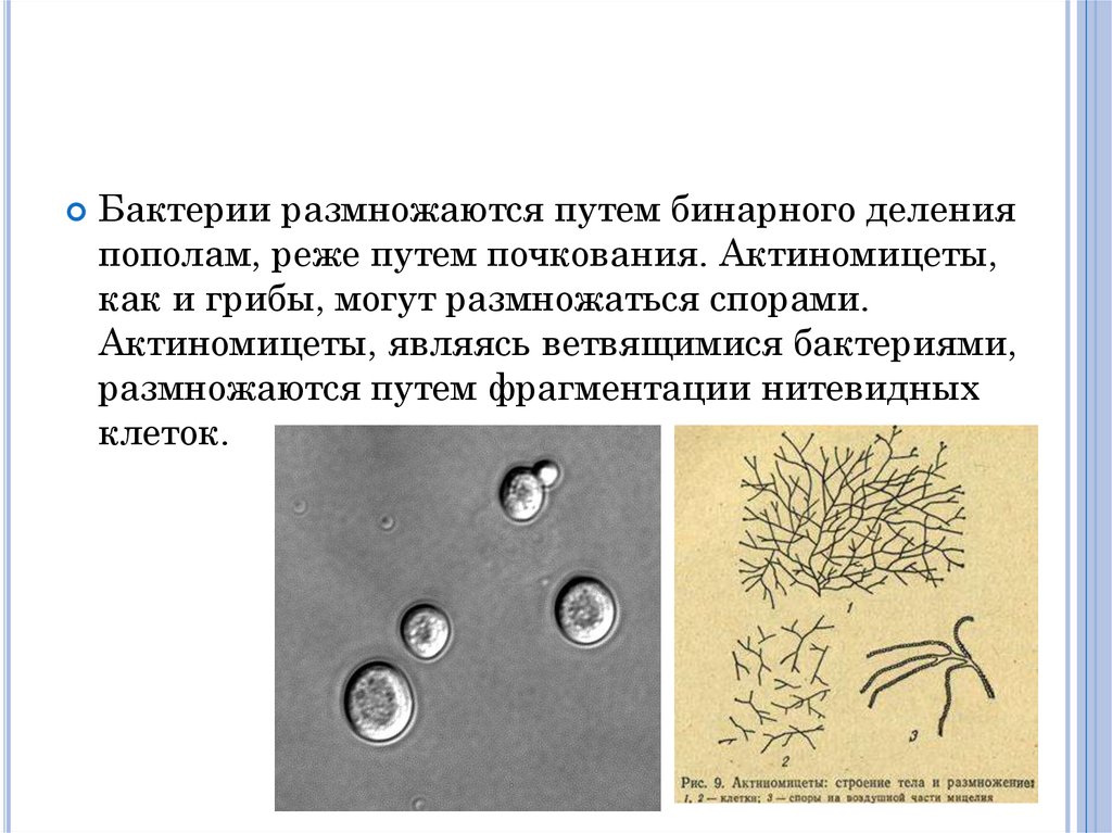 Форма спор бактерий. Как размножаются бактерии. Размножение бактерий. Размножение микроорганизмов. Споры актиномицетов.