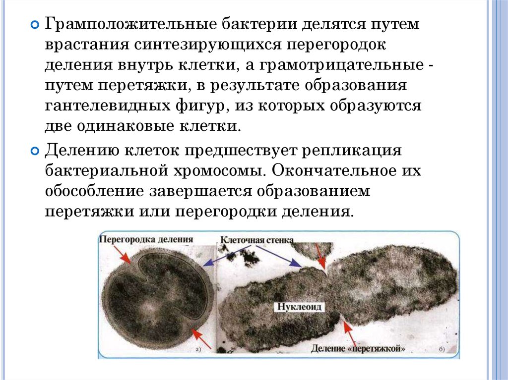 Грам отрицательные и положительные бактерии. Размножение грамположительных бактерий. Деление грамположительных бактерий. Грамположительные и грамотрицательные микроорганизмы. Споры грамотрицательных и грамположительных.