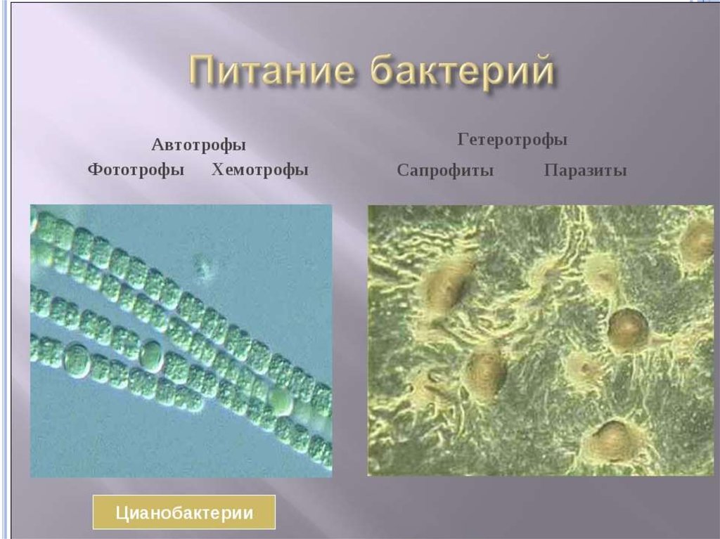 Автотрофные фотосинтезирующие организмы