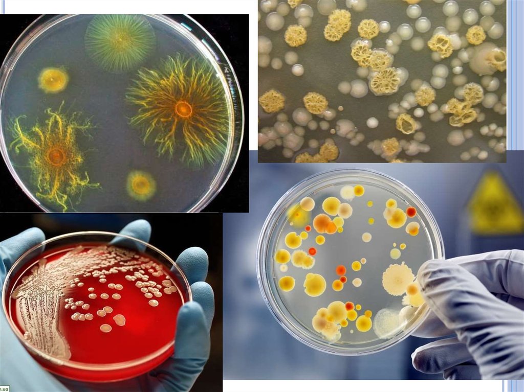 40 бактерий. Физиология микробов микробиология. Микробные токсины микробиология. Бактериальные токсины микробиология. Микроорганизмы микробиология.