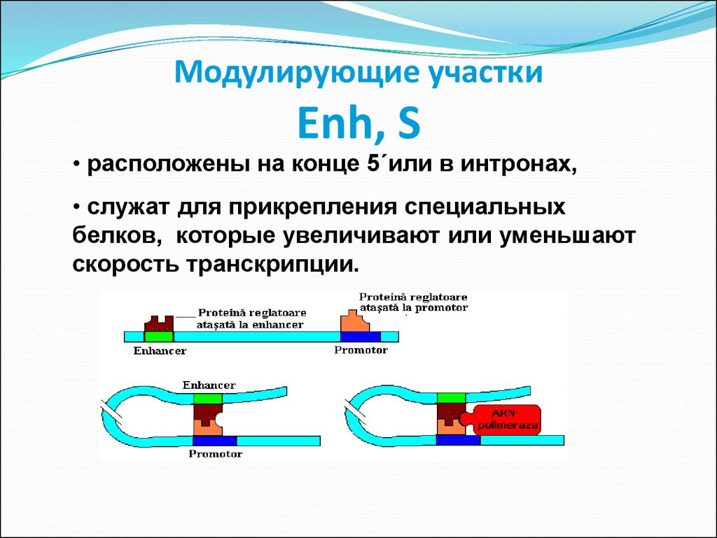 Презентация по геншину