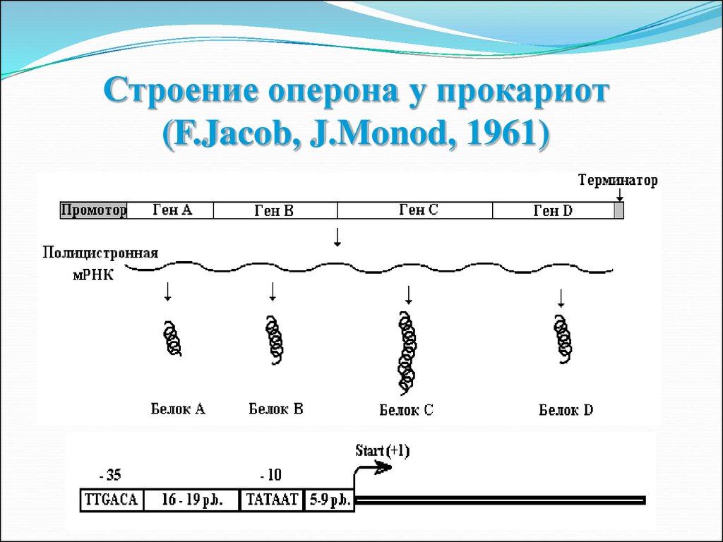 Строение генов. Структура Гена оперон. Строение Гена оперон. Структура организации Гена у прокариот. Строение Гена прокариот рисунок.