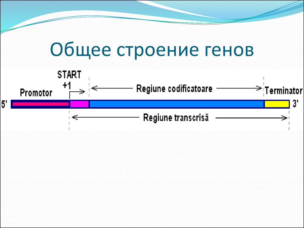 Строение гена. Структура Гена человека схема. Структура Гена прокариот схема. Ген строение.