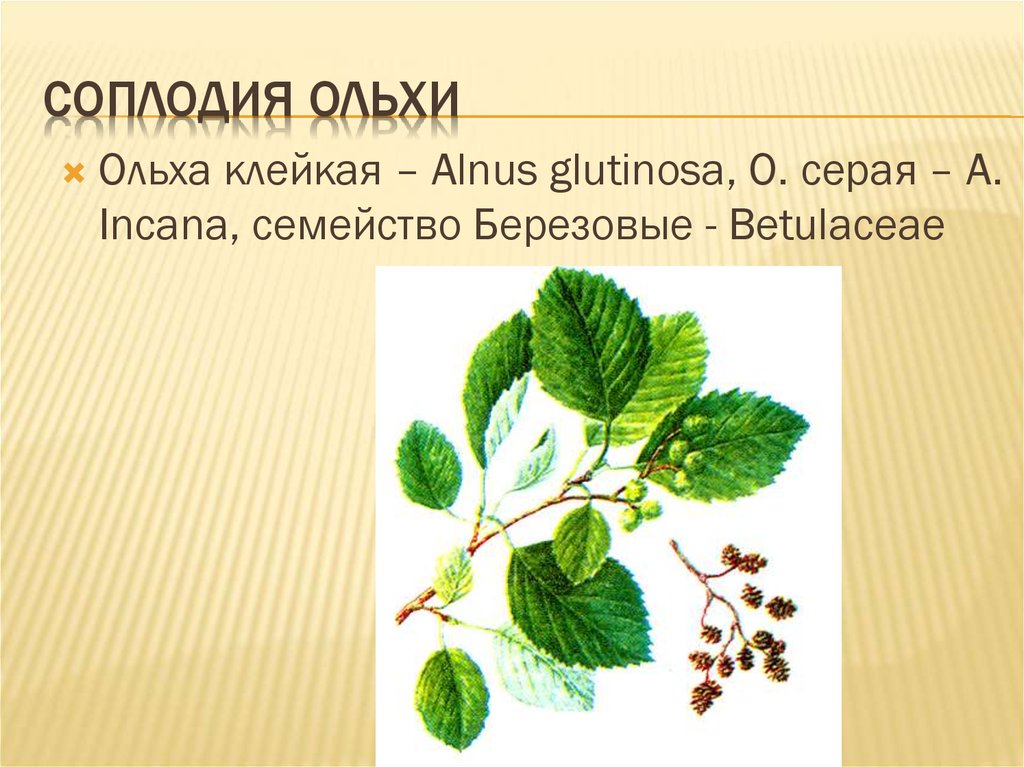 Корни ольхи. Ольха клейкая – Alnus glutinosa. Соплодия ольхи рисунок. Соплодия ольхи клейкой. Ольха серая и ольха клейкая.