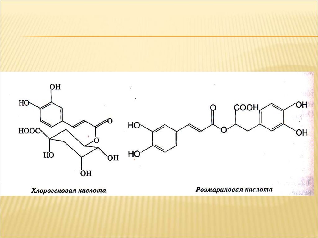 Розмариновая кислота для чего используется в медицине