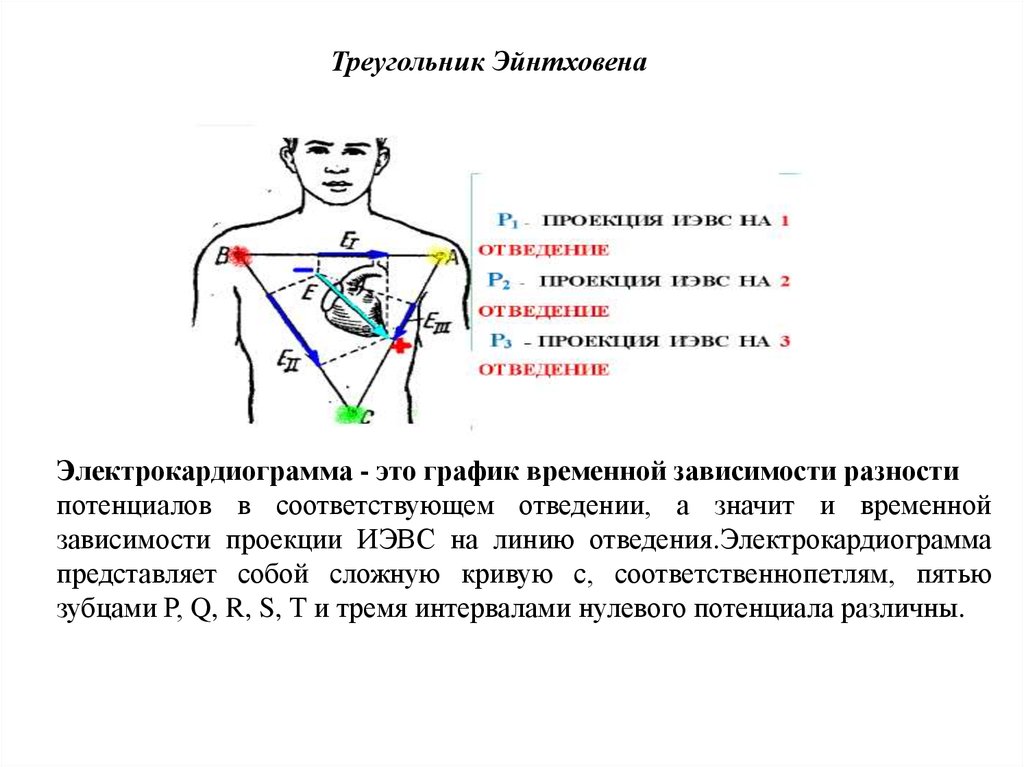 Физические основы электрокардиографии презентация