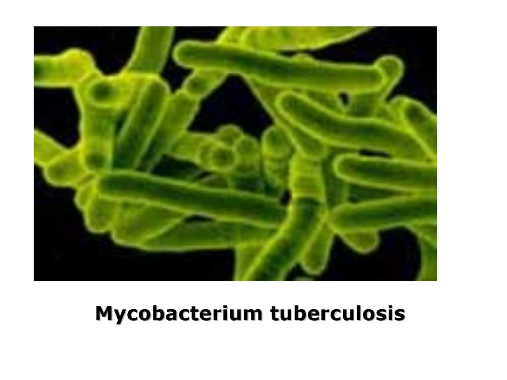 Туберкулезная палочка биология. Возбудитель — Mycobacterium paratuberculosis.. Туберкулёзная палочка царство. Строение микобактерии туберкулеза. Микобактерия Бовис.