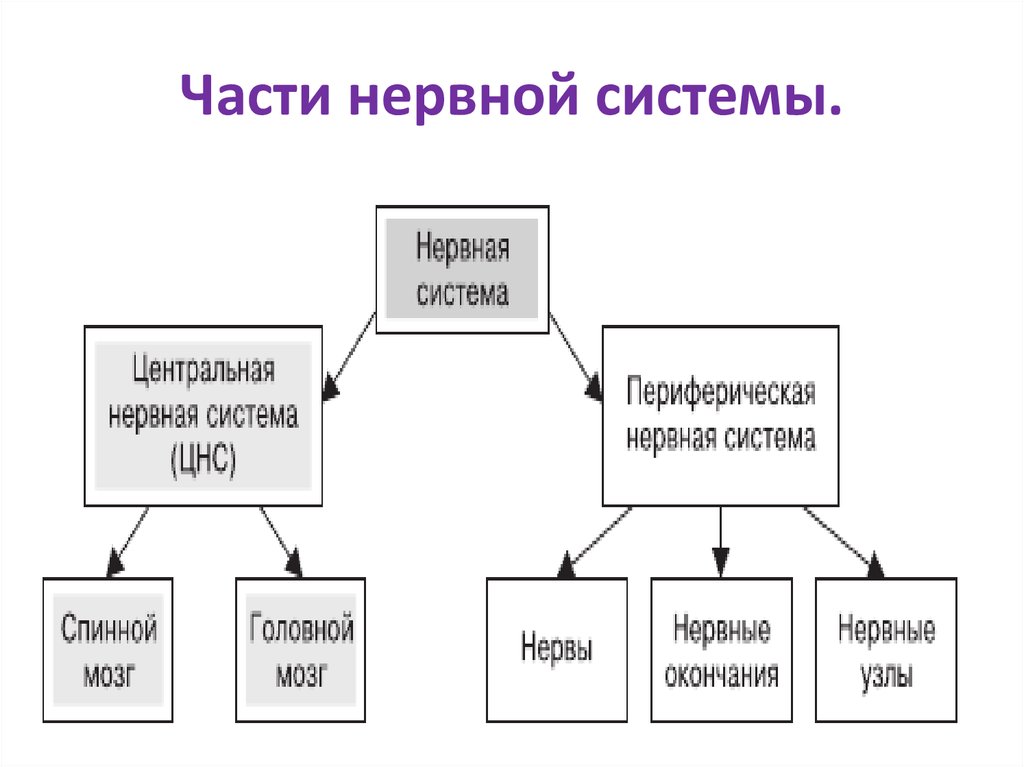 Составьте и заполните схему значение нервной системы