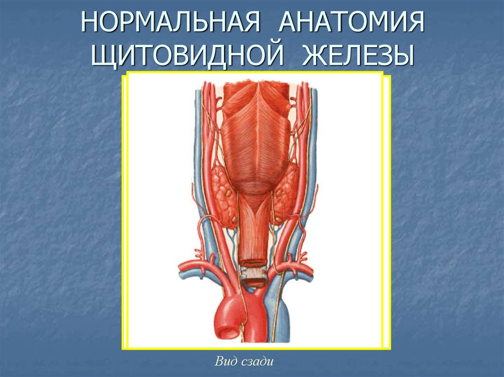 Щитовидная железа биология 8. Щитовидная железа анатомия. Нормальная анатомия щитовидной железы. Щитовидная железа анатомия и физиология.