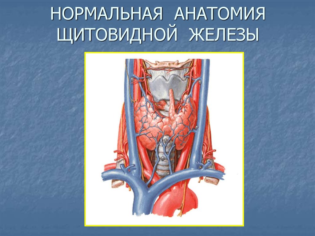 Щитовидная железа биология 8. Щитовидная железа анатомия Неттер. Щитовидная железа топографическая анатомия. Анатомический атлас щитовидная железа. Паращитовидные железы атлас Неттер.