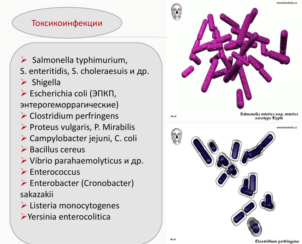 Сальмонелла энтеритидис. Клостридия перфрингенс токсикоинфекция. Морфология пищевых токсикоинфекций. Пищевая токсикоинфекция возбудитель. Микроорганизмы - возбудители пищевых токсикоинфекций.