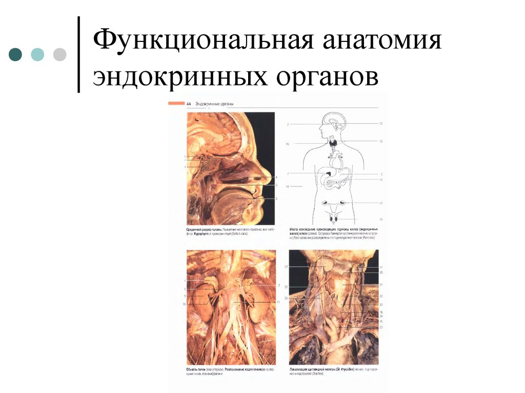 Функциональная анатомия эндокринных органов