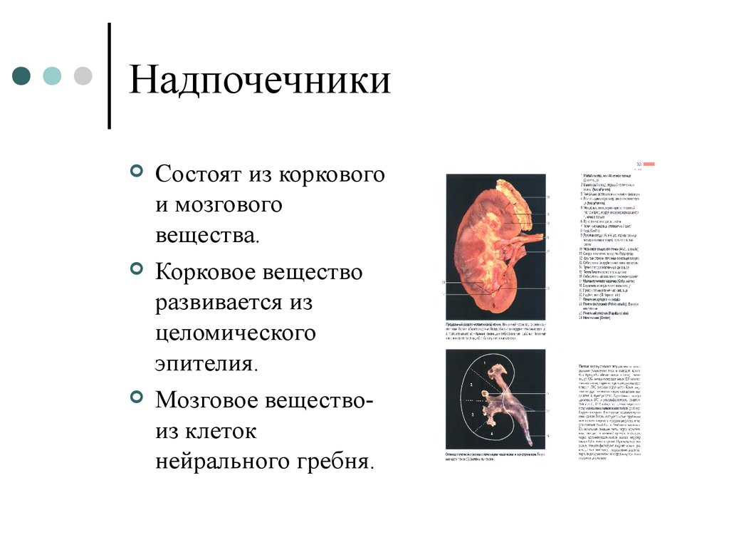 Функции мозгового вещества почки