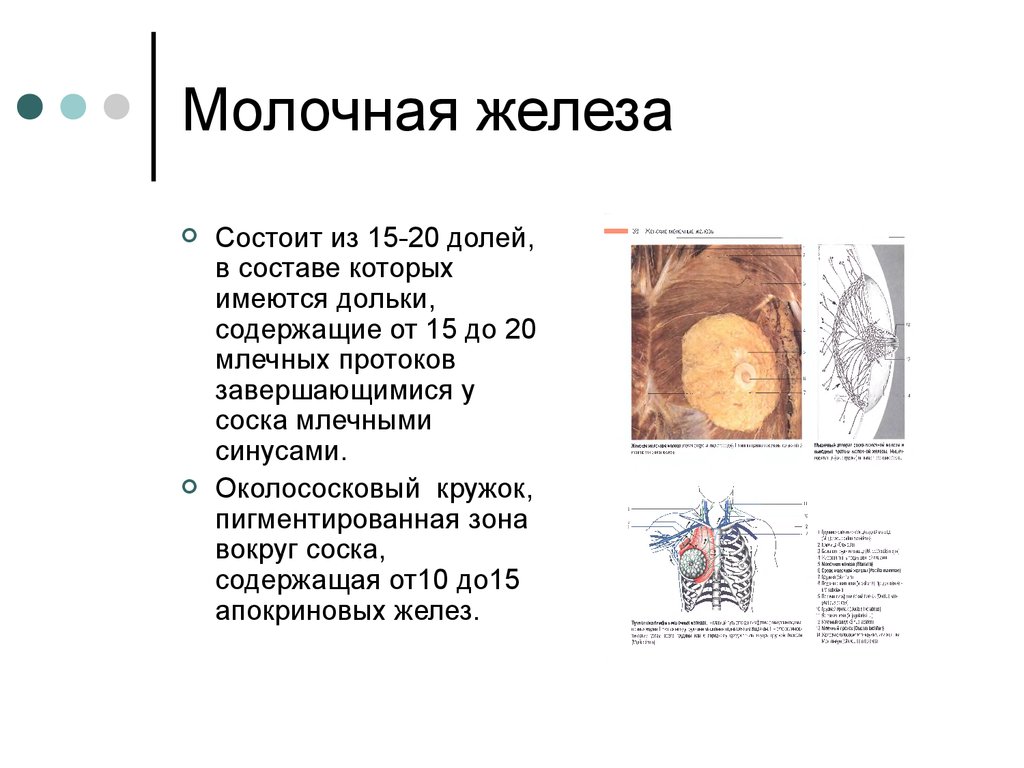 Желез молока. Молочная железа состоит из. Молочная железа состоит из долей. Функциональная связь молочной железы с другими органами. Дольки железы состоят из.