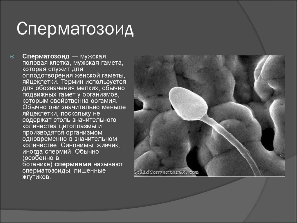 Польза спермы. Что характерно для сперматозоидов. Гамета термин.