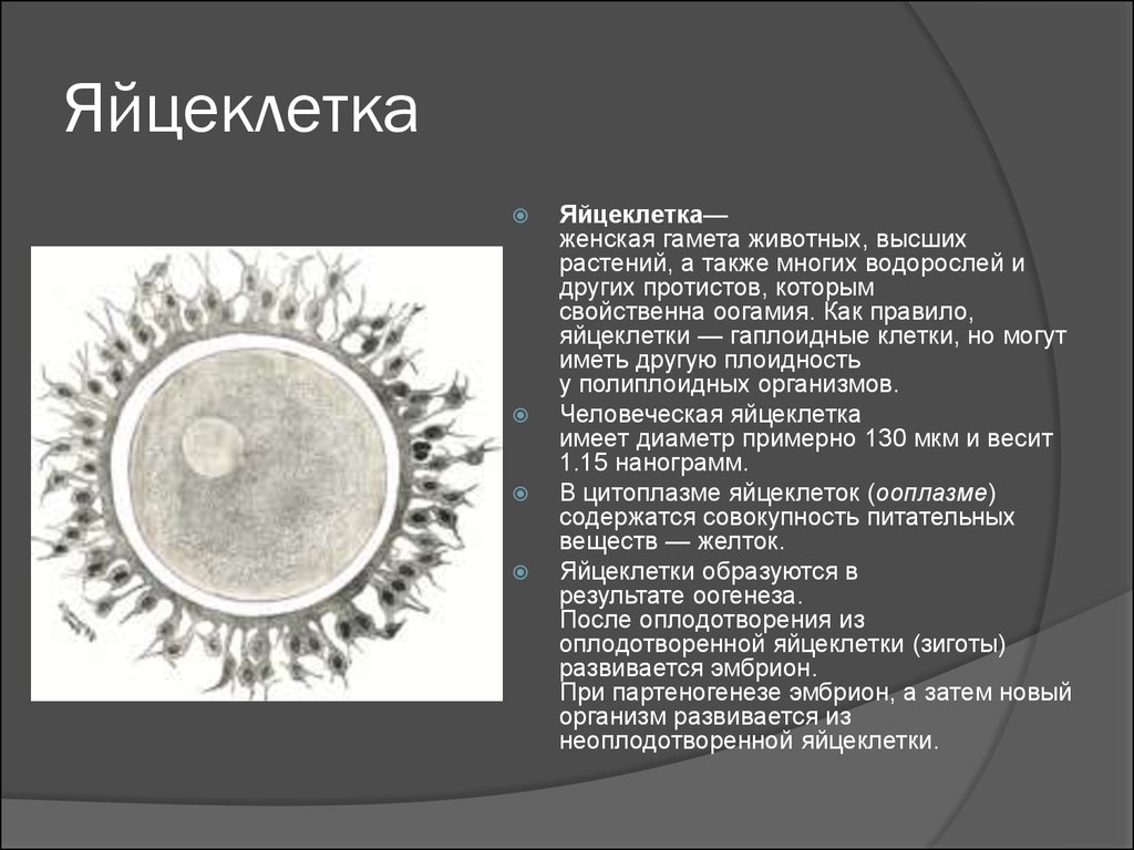 Ооцит размер. Строение яйцеклетки человека. Строение яйцеклетки анатомия. Строение яйцеклетки человека функции. Строение яйцеклетки растений.