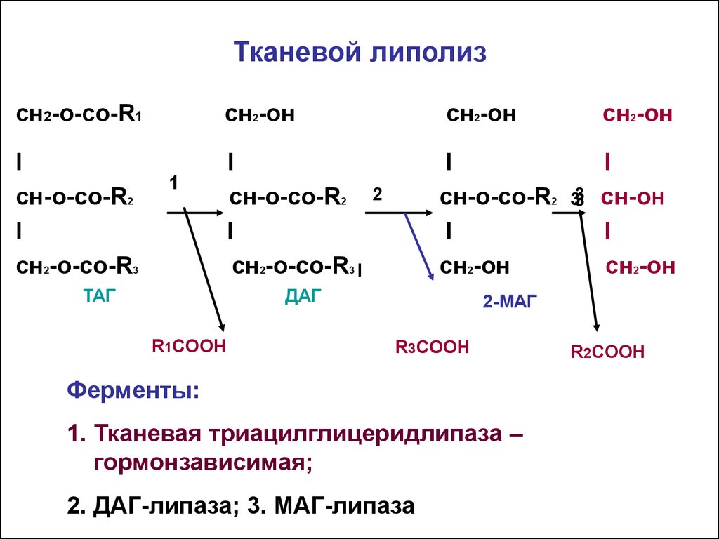 Процесс липолиза. Тканевой липолиз биохимия реакции. Липолиз схема процесса. Вторичный липолиз биохимия. Липолиз формулы биохимия.